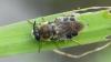 Stratiomys longicornis